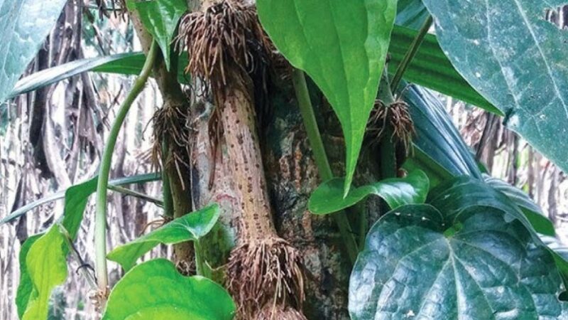 চুইঝাল কী (Chuijhal)