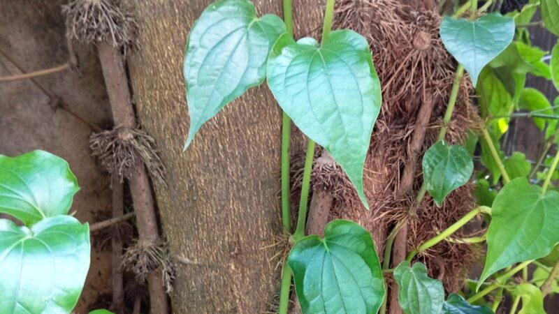 চুইঝাল গাছের বৈজ্ঞানিক নাম ও শ্রেণিবিন্যাস